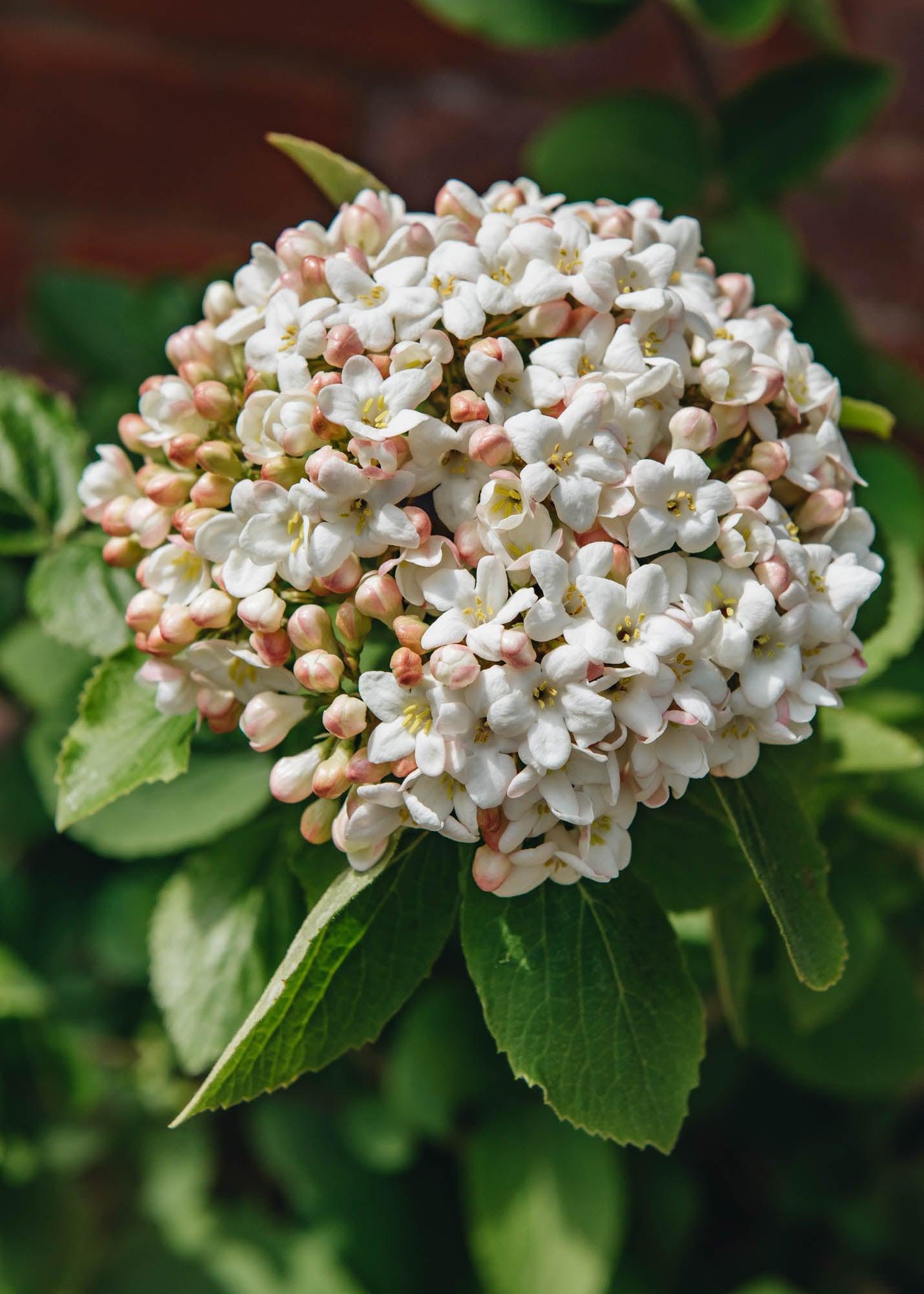 Viburnum Carlcephalum - View 10 from www redcrocus com
