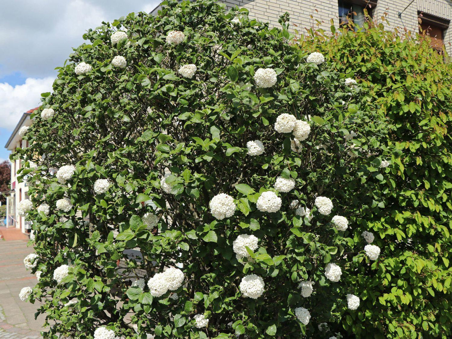 Viburnum Carlcephalum - View 11 from www redcrocus com