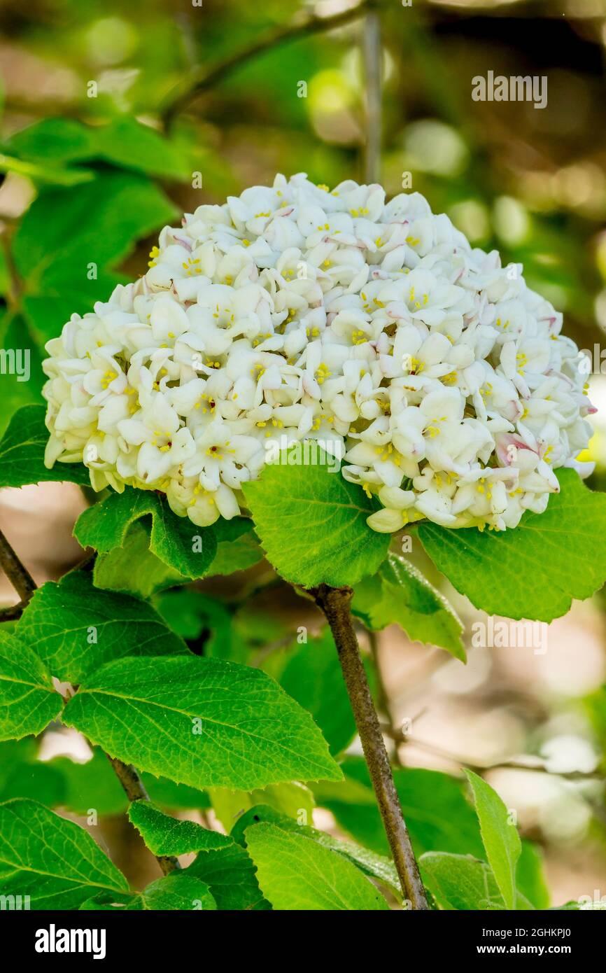 Viburnum Carlcephalum - View 17 from www redcrocus com