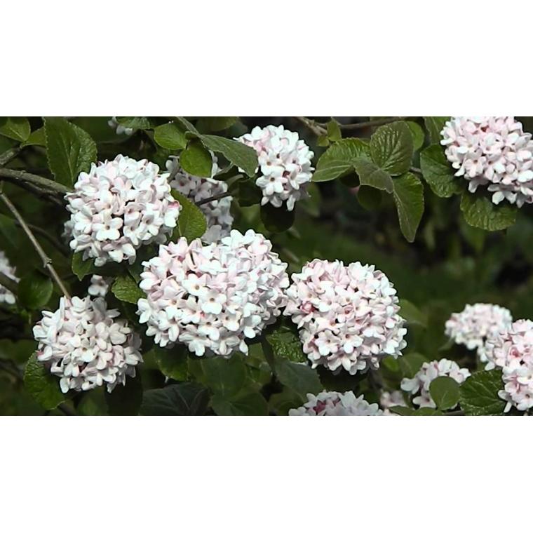 Viburnum Carlcephalum - View 18 from www redcrocus com