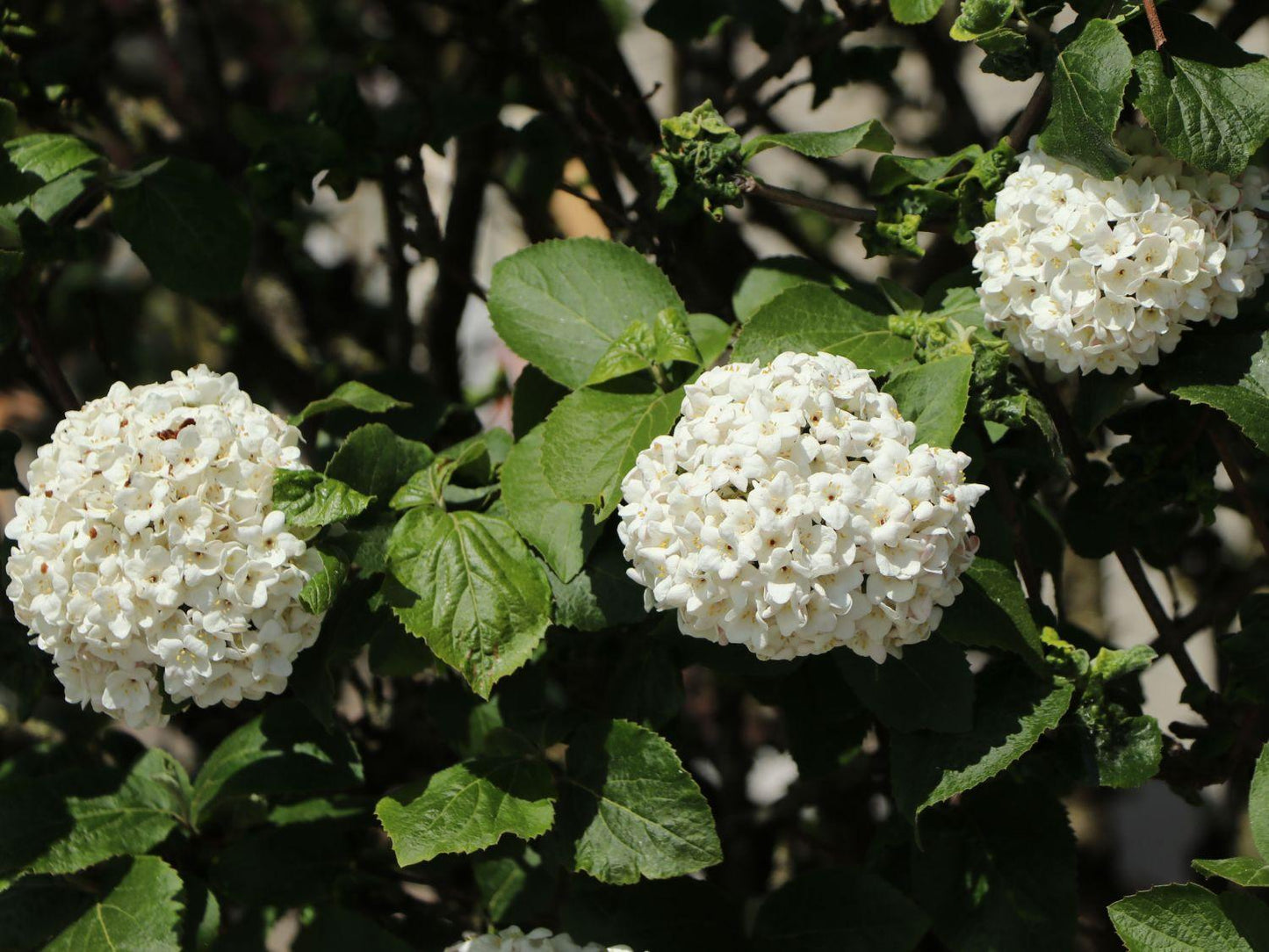 Viburnum Carlcephalum - View 2 from www redcrocus com