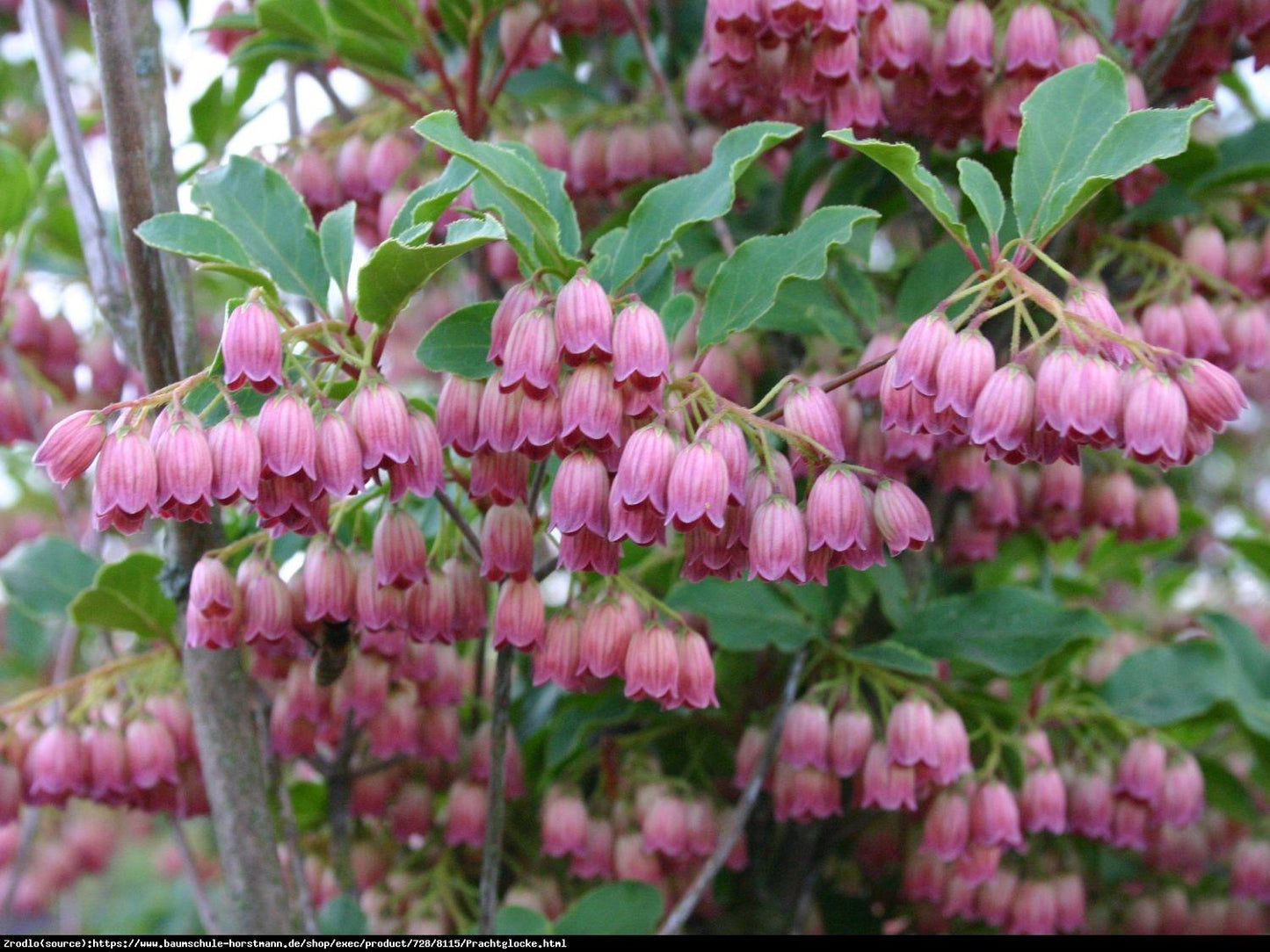 Enkianthus Campanulatus - View 10 from www redcrocus com
