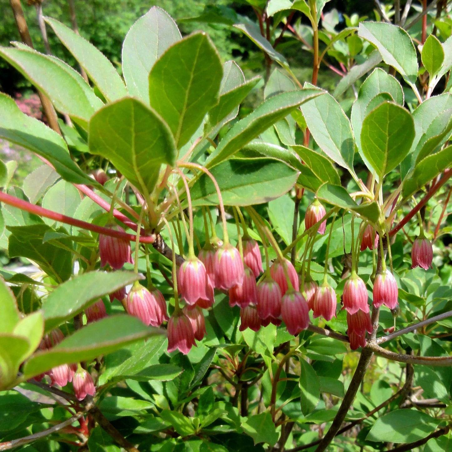 Enkianthus Campanulatus - View 11 from www redcrocus com