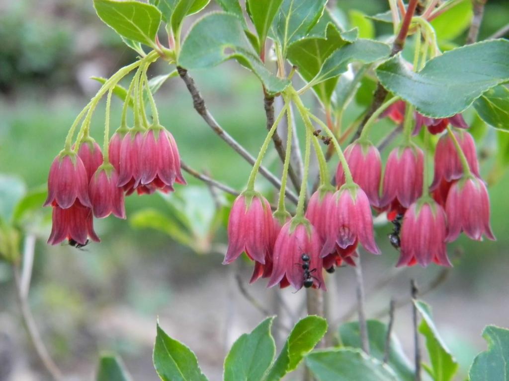 Enkianthus Campanulatus - View 12 from www redcrocus com