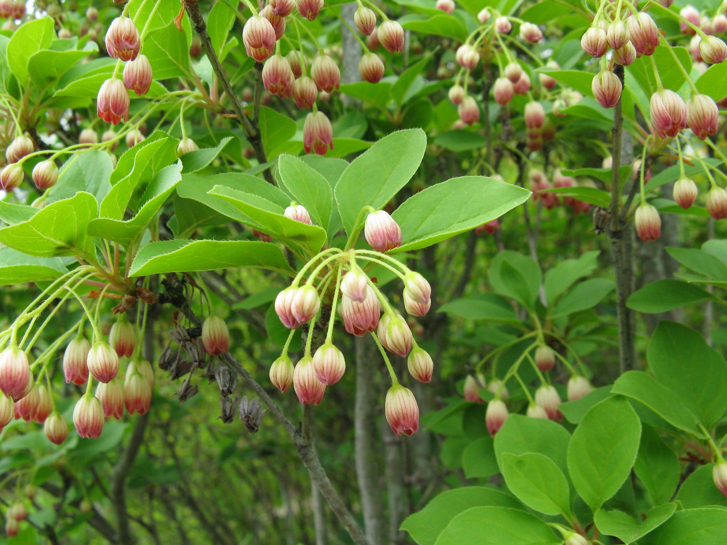 Enkianthus Campanulatus - View 13 from www redcrocus com