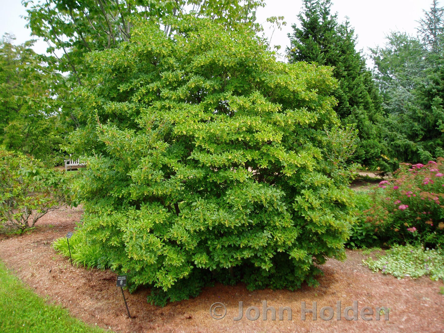 Enkianthus Campanulatus - View 15 from www redcrocus com