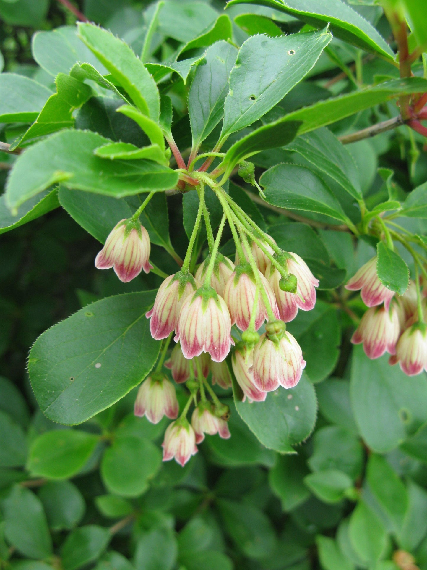 Enkianthus Campanulatus - View 16 from www redcrocus com