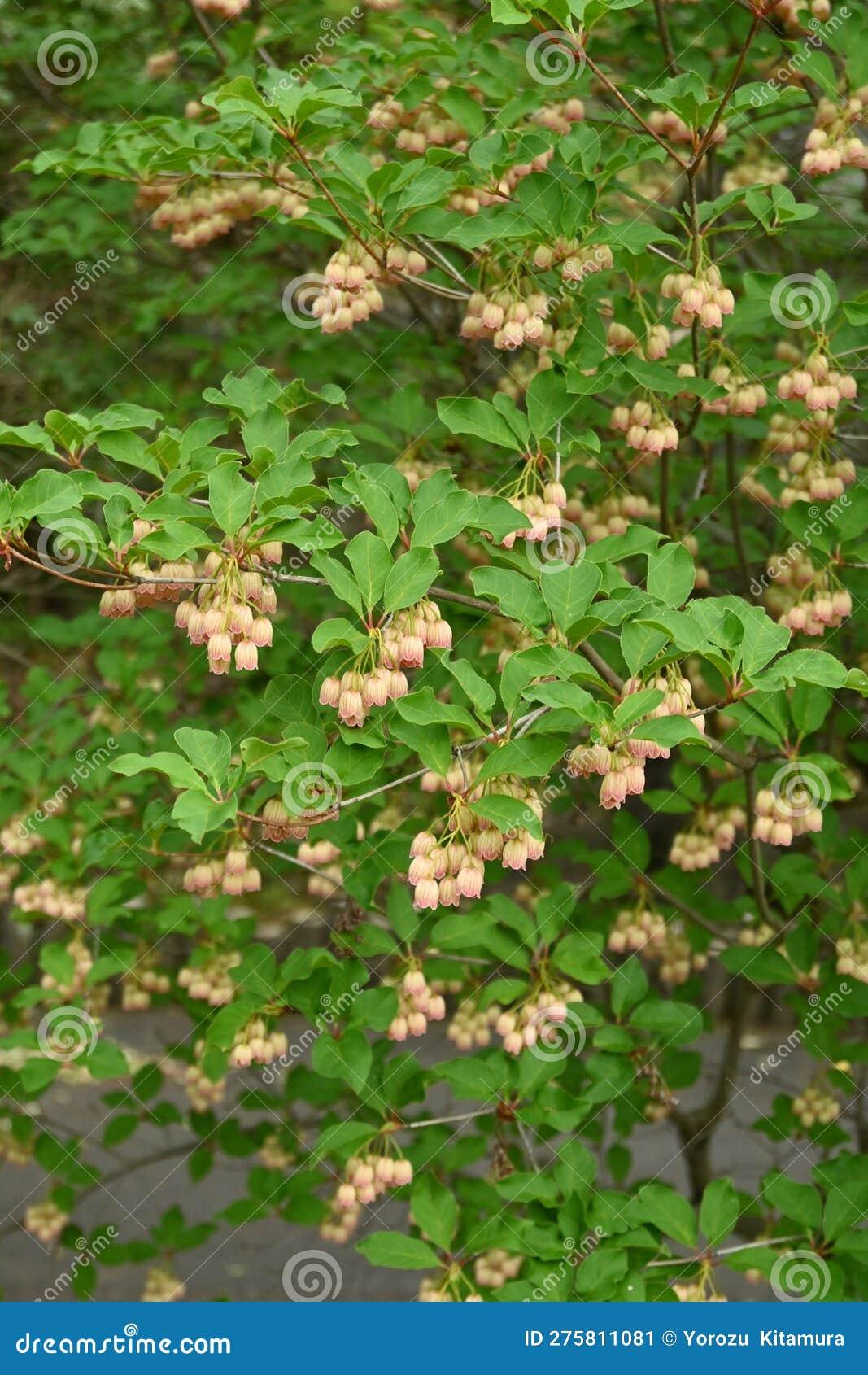 Enkianthus Campanulatus - View 17 from www redcrocus com