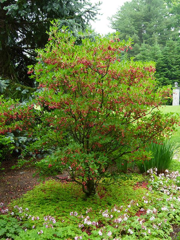 Enkianthus Campanulatus - View 18 from www redcrocus com
