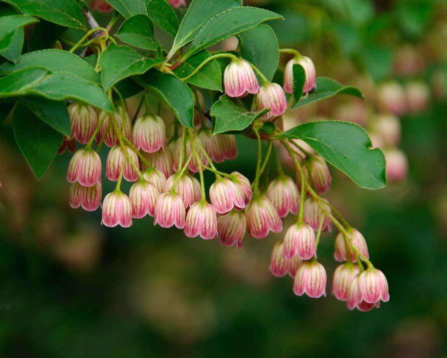 Enkianthus Campanulatus - View 19 from www redcrocus com