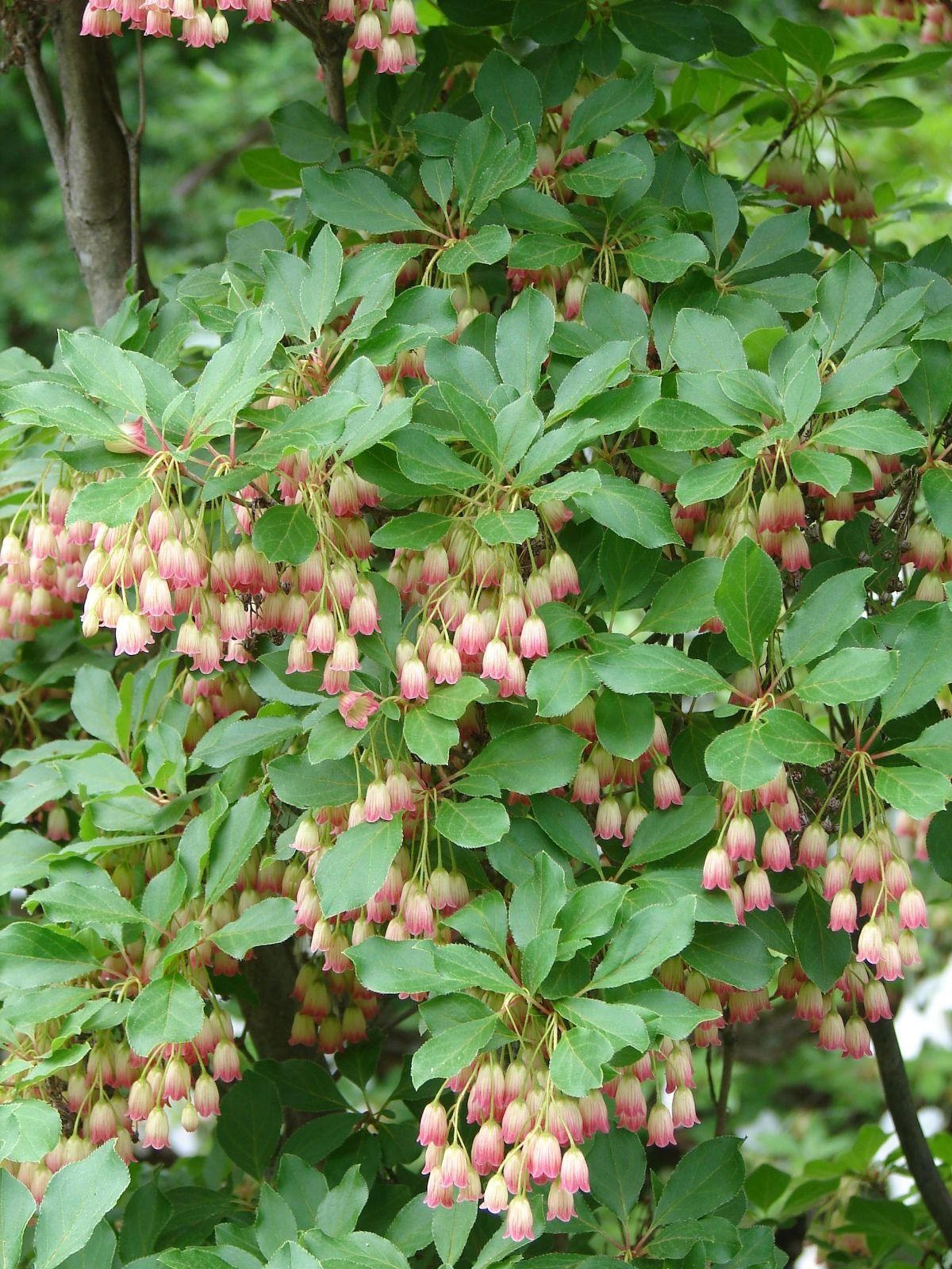Enkianthus Campanulatus - View 2 from www redcrocus com
