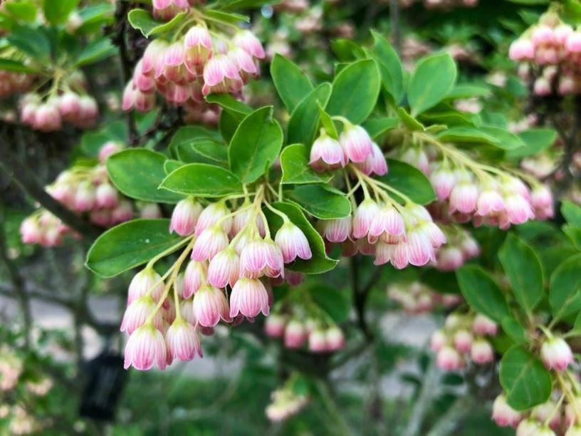 Enkianthus Campanulatus - View 3 from www redcrocus com