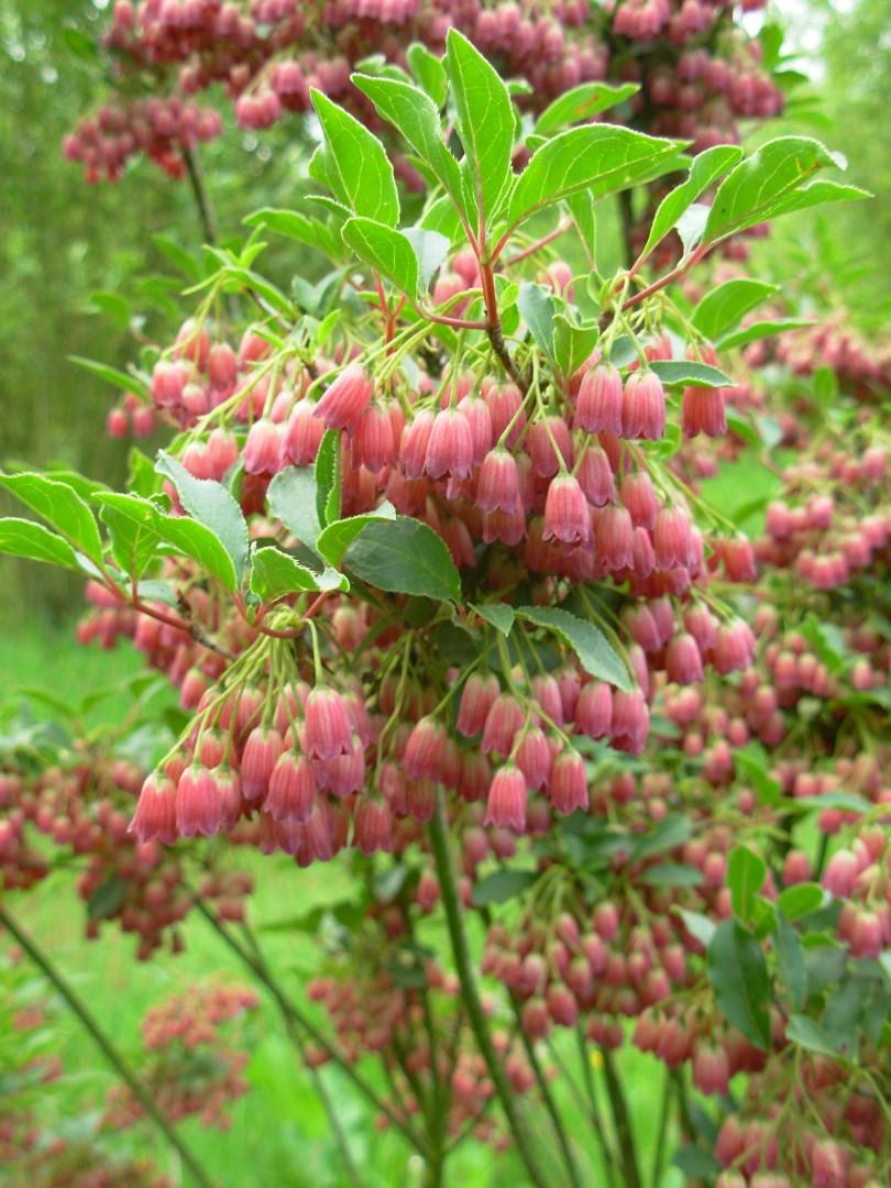 Enkianthus Campanulatus - View 4 from www redcrocus com