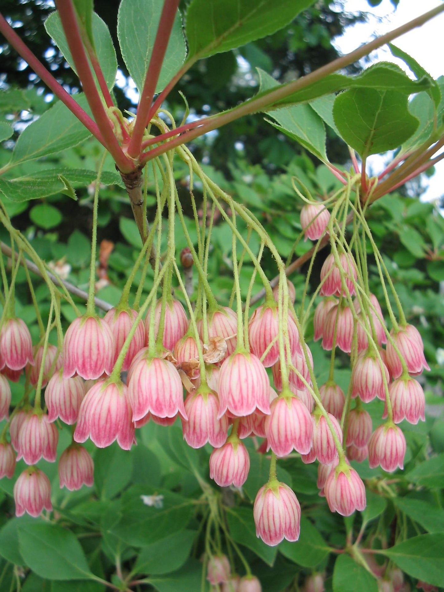 Enkianthus Campanulatus - View 5 from www redcrocus com