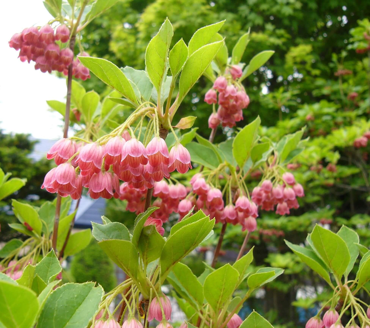 Enkianthus Campanulatus - View 6 from www redcrocus com