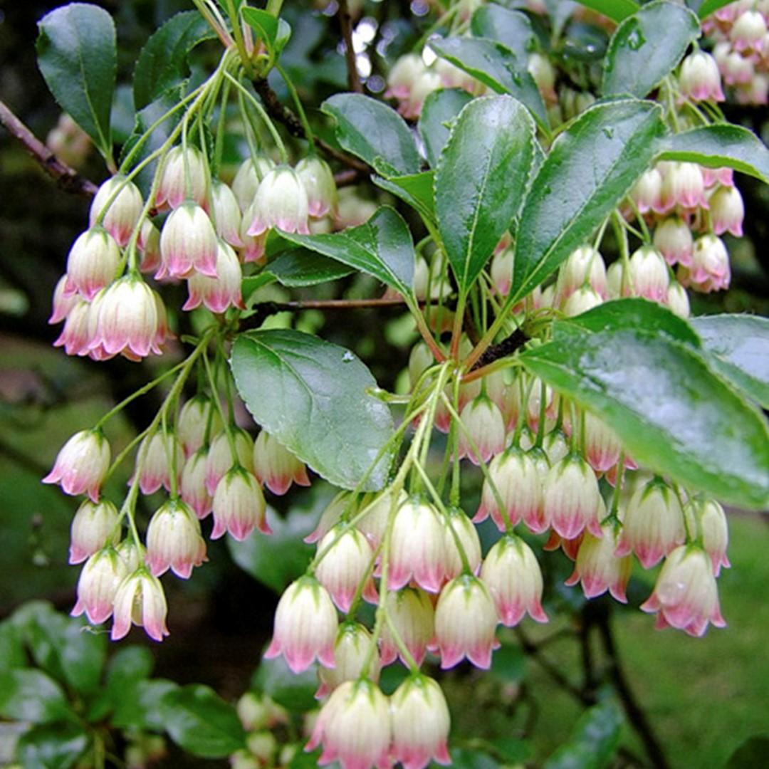 Enkianthus Campanulatus - View 7 from www redcrocus com