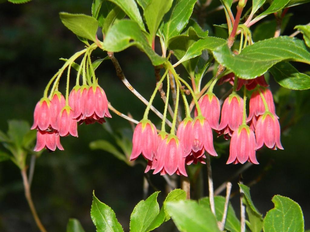 Enkianthus Campanulatus - View 9 from www redcrocus com
