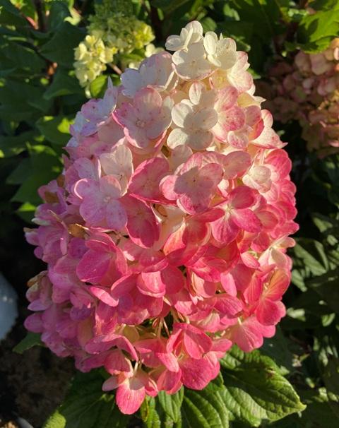 Hydrangea Paniculata Little Lime Punch - View 14 from www redcrocus com