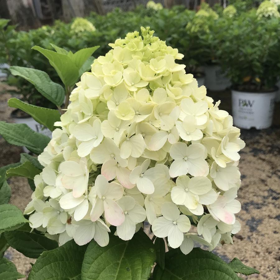 Hydrangea Paniculata Little Lime Punch - View 9 from www redcrocus com