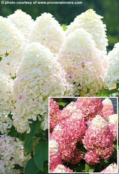 Hydrangea Paniculata 'quick Fire Fab' - View 35 from www redcrocus com