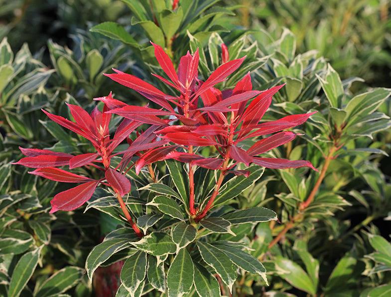 Pieris Japonica Avalanche - View 14 from www redcrocus com