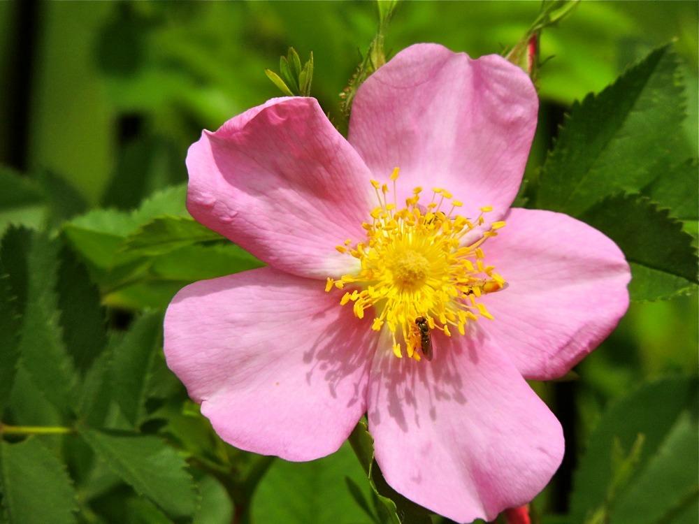 Rosa Palustris - View 18 from www redcrocus com