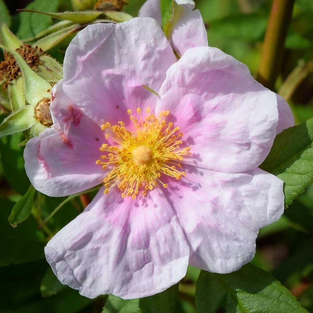 Rosa Palustris - View 20 from www redcrocus com