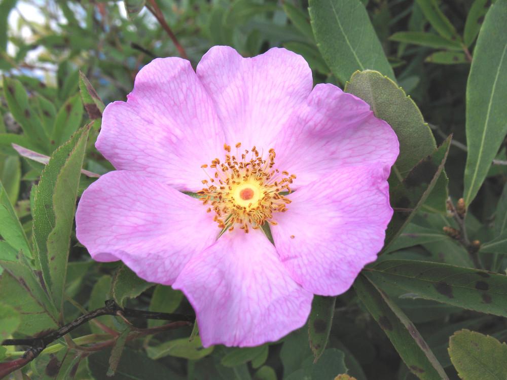 Rosa Palustris - View 5 from www redcrocus com