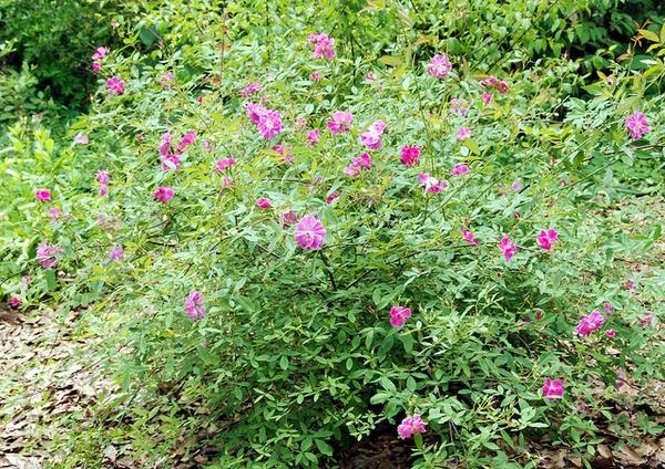 Rosa Palustris - View 7 from www redcrocus com