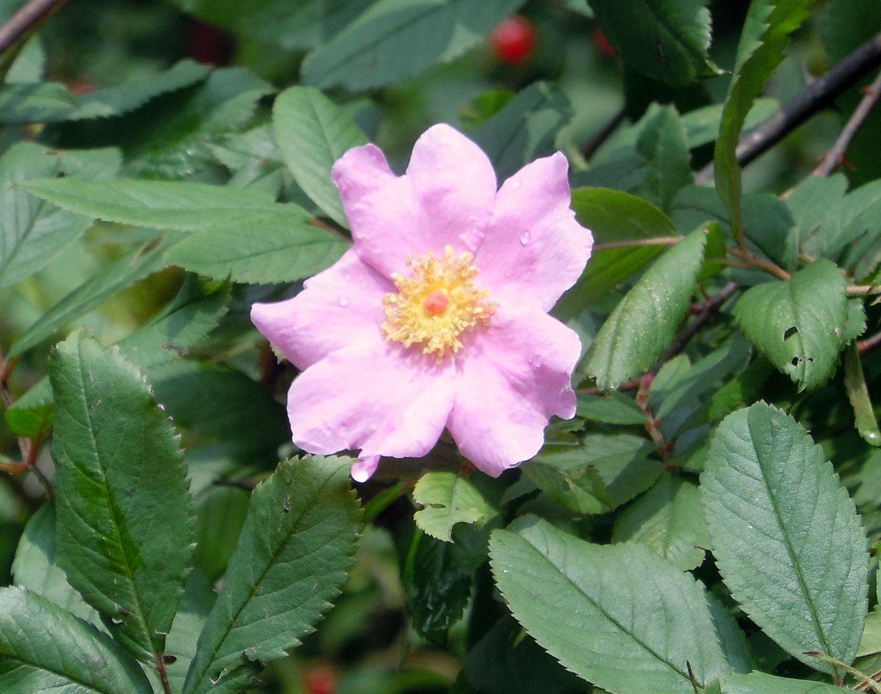 Rosa Palustris - View 9 from www redcrocus com