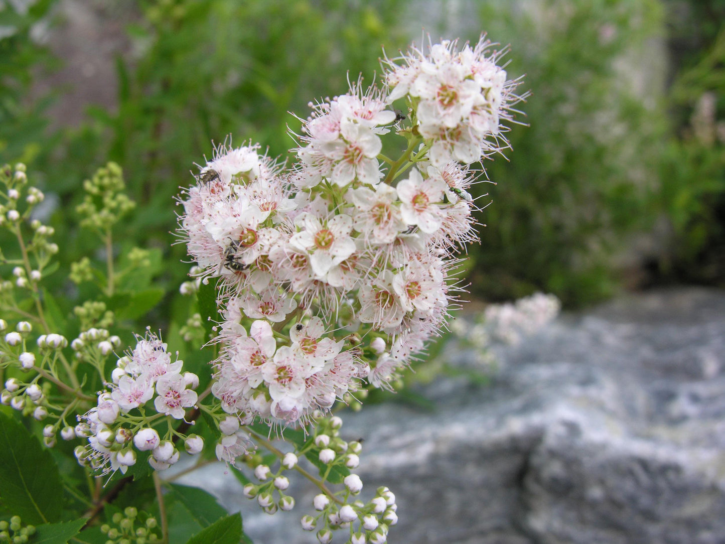 Spirea Alba - View 11 from www redcrocus com