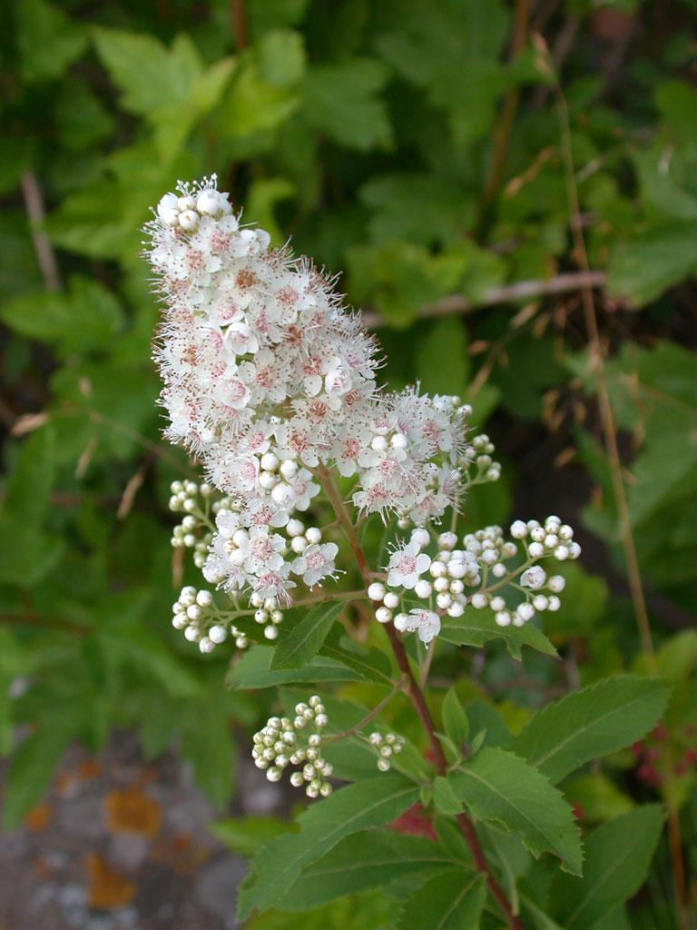 Spirea Alba - View 2 from www redcrocus com