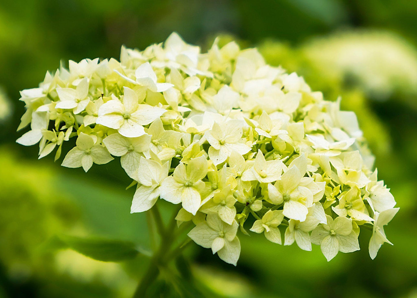 Hydrangea Arborescens - View 3 from www redcrocus com