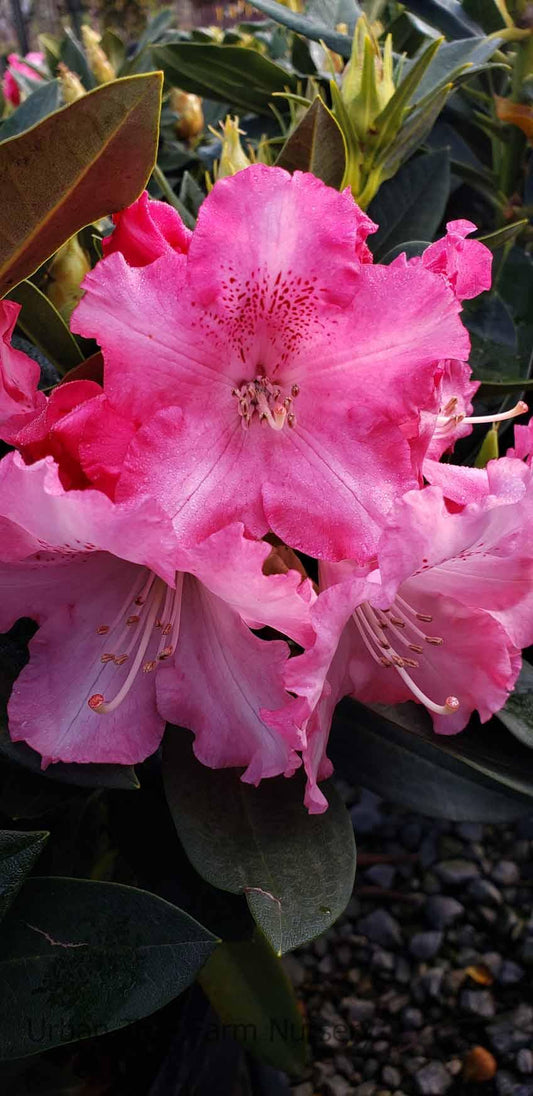 Rhododendron 'solidarity' - View 10 from www redcrocus com