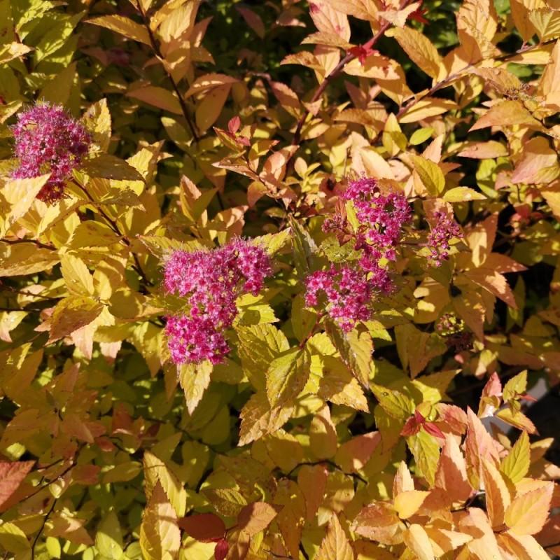 Spirea Japonica Firelight - View 10 from www redcrocus com