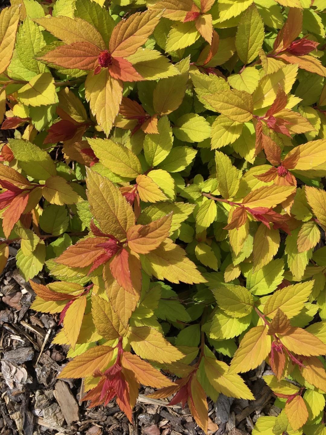 Spirea Japonica Firelight - View 11 from www redcrocus com