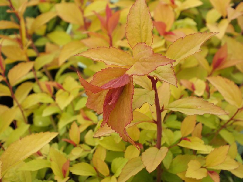 Spirea Japonica Firelight - View 12 from www redcrocus com