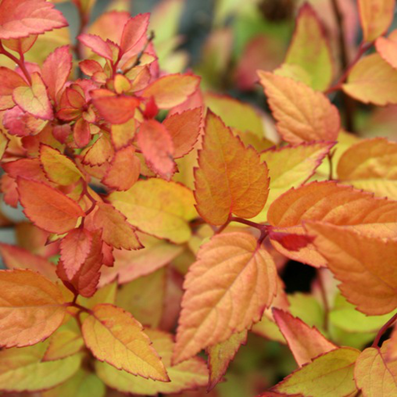 Spirea Japonica Firelight - View 13 from www redcrocus com