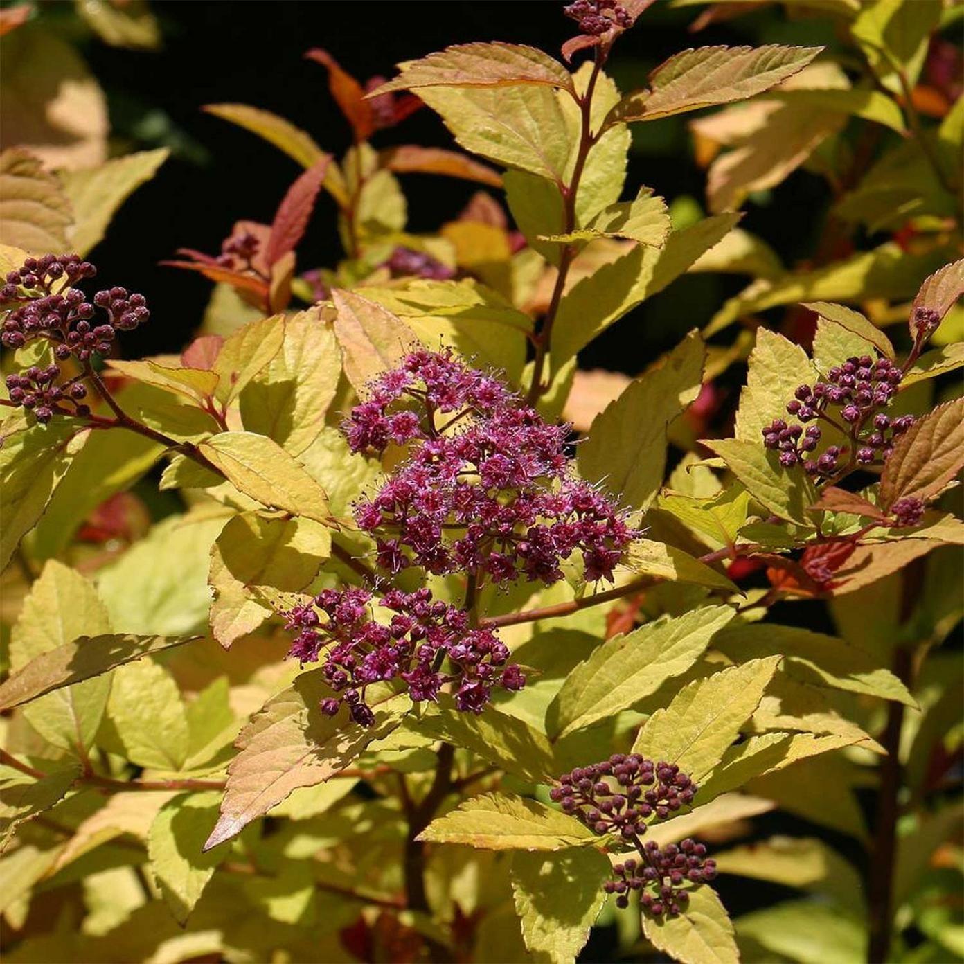 Spirea Japonica Firelight - View 14 from www redcrocus com
