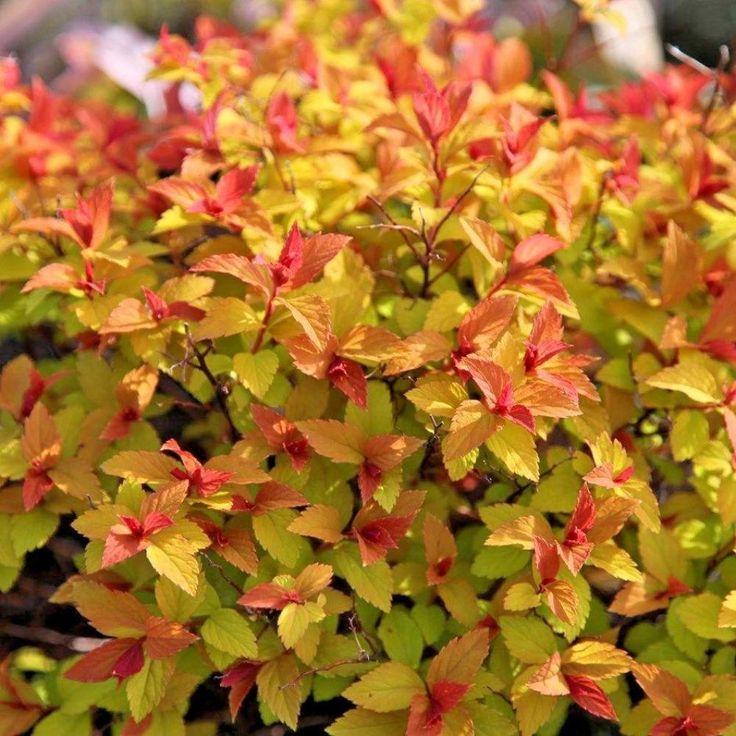 Spirea Japonica Firelight - View 15 from www redcrocus com