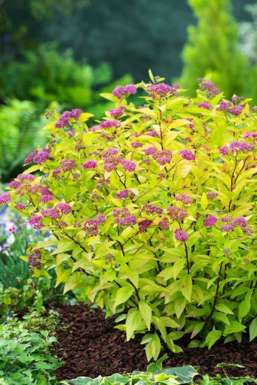 Spirea Japonica Firelight - View 16 from www redcrocus com