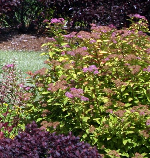 Spirea Japonica Firelight - View 17 from www redcrocus com