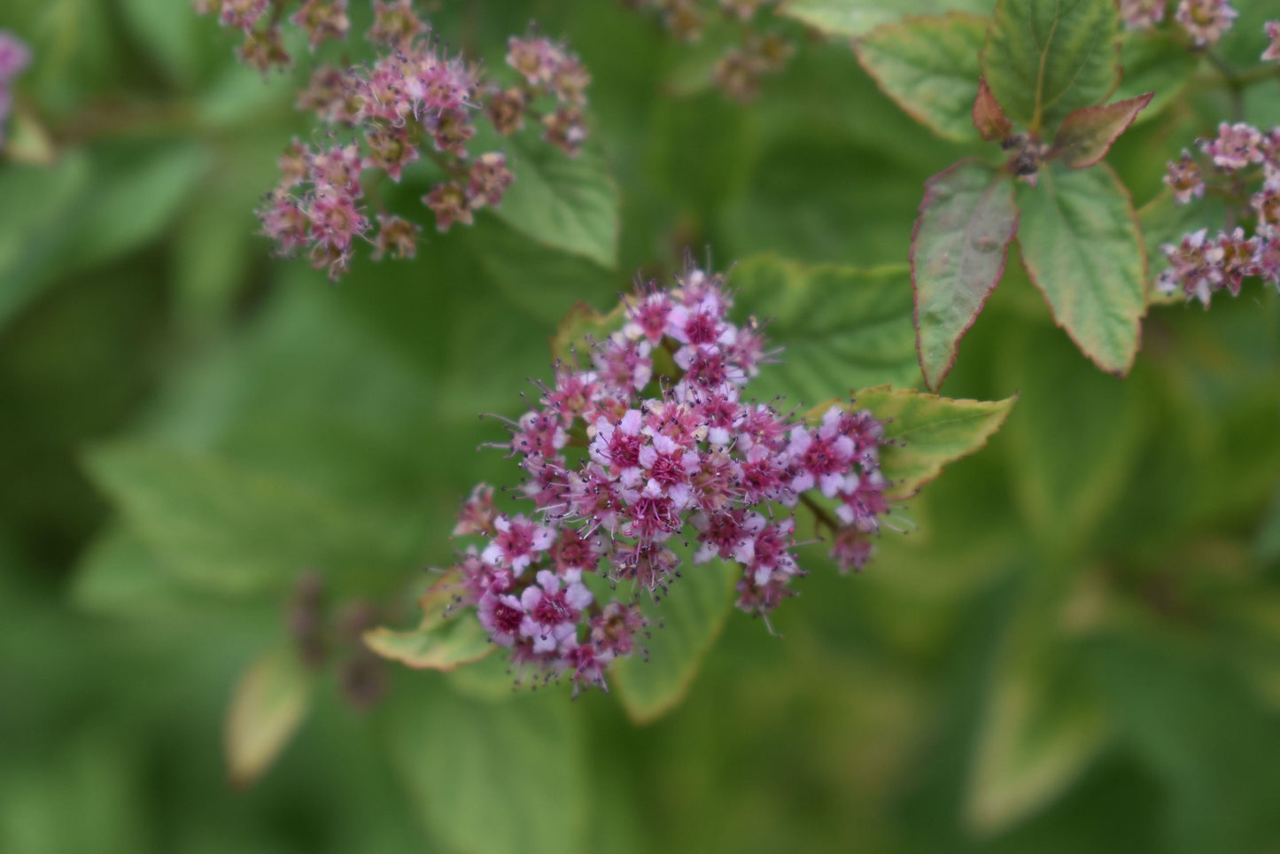 Spirea Japonica Firelight - View 18 from www redcrocus com