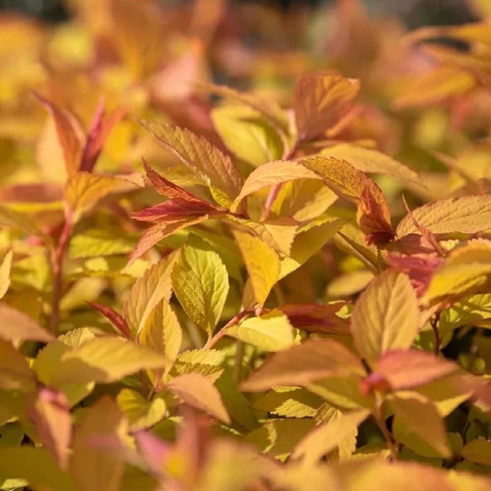 Spirea Japonica Firelight - View 19 from www redcrocus com