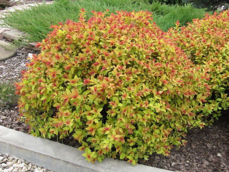 Spirea Japonica Firelight - View 2 from www redcrocus com