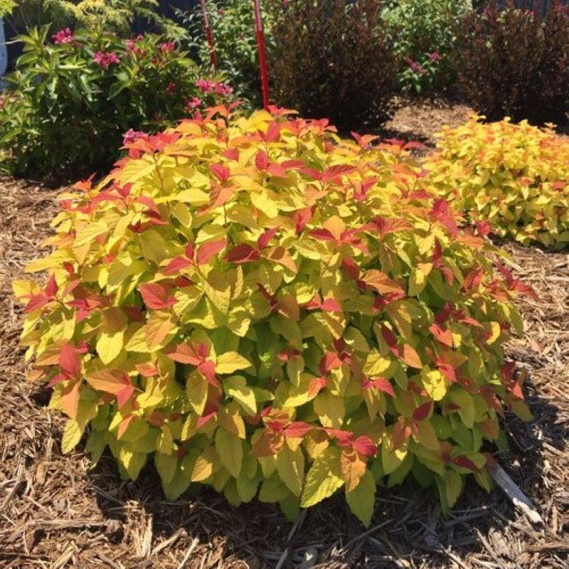 Spirea Japonica Firelight - View 3 from www redcrocus com