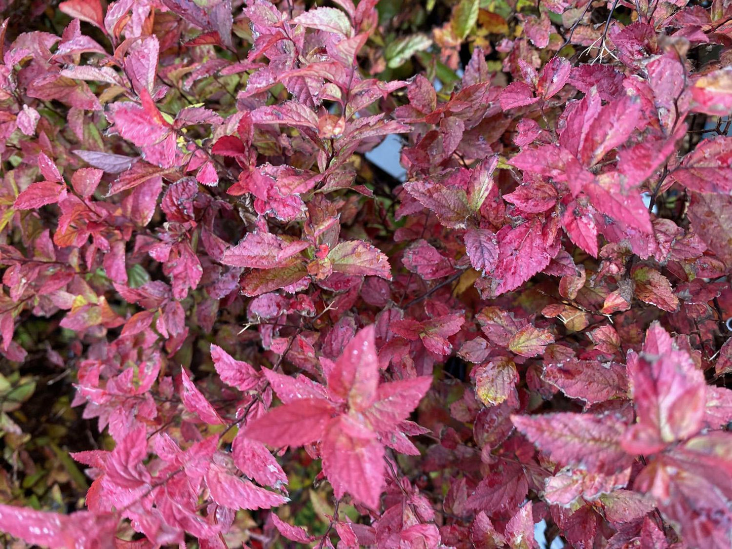 Spirea Japonica Firelight - View 5 from www redcrocus com
