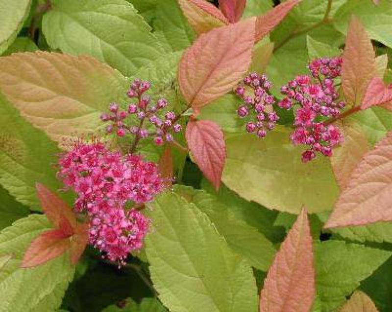 Spirea Japonica Firelight - View 7 from www redcrocus com