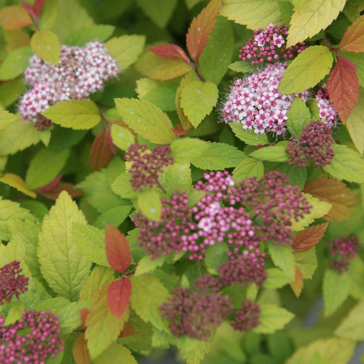 Spirea Japonica Firelight - View 8 from www redcrocus com