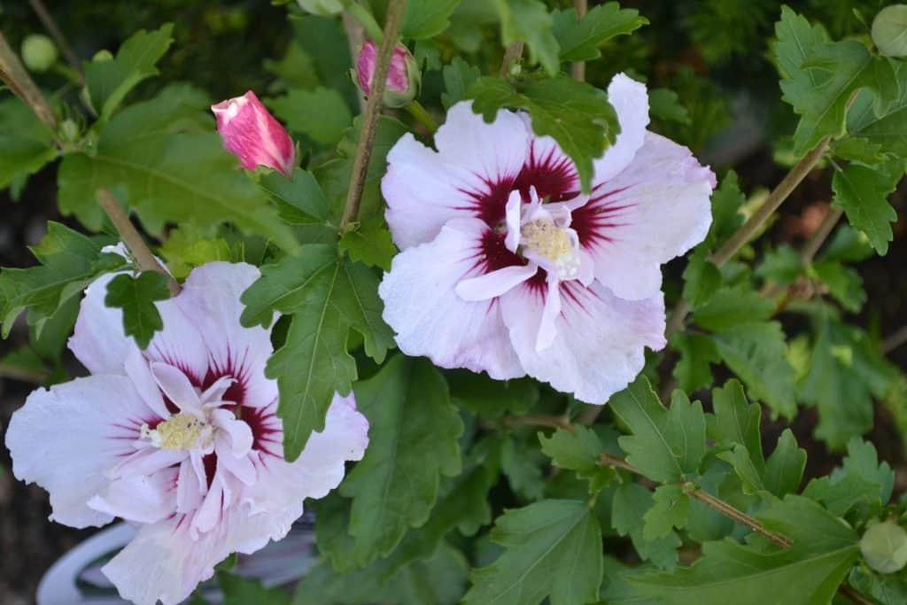 Hibiscus Syriacus 'fiji' - View 10 from www redcrocus com